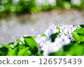 夏季盛開的水葫蘆 126575439