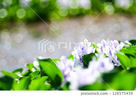 Water hyacinth blooming in summer 126575439