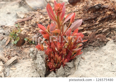 Eucalyptus tree plant on farm 126575480