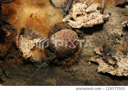 A young mushroom of Coquillara mushroom emerging from an orange fluffy mycelium mat called "Ozonium" (macro flash photography) A young mushroom of Coquillara mushroom emerging from an orange fluffy mycelium mat called "Ozonium" (macro flash photography) 126575503