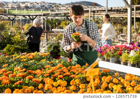 Guy employee of garden center is busy working with plants, potted flowering calendula 126575739