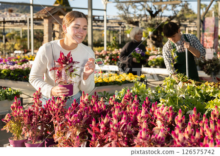 Woman chooses celosia mix 126575742