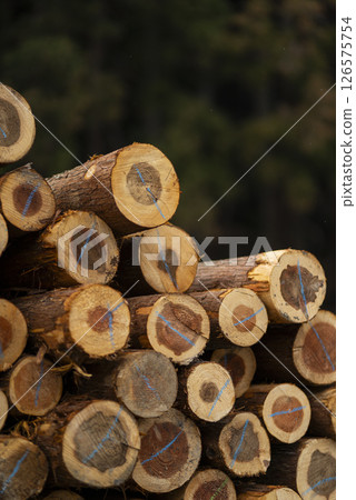 Logged timber Logged timber 126575754