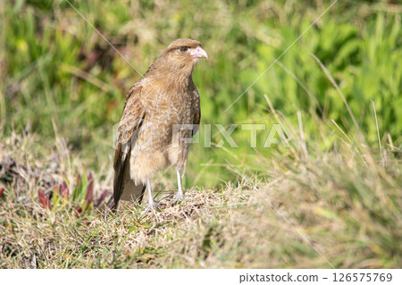 Chimango caracara perched on the grass field 126575769