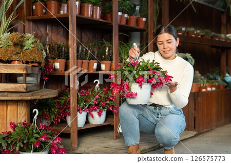 Woman choosing a large schlumbergera flower Woman choosing a large schlumbergera flower 126575773