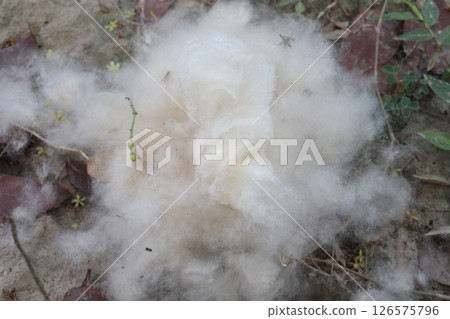Cotton Fibre on hand collected from field 126575796
