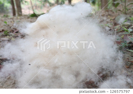 Cotton Fibre on hand collected from field Cotton Fibre on hand collected from field 126575797