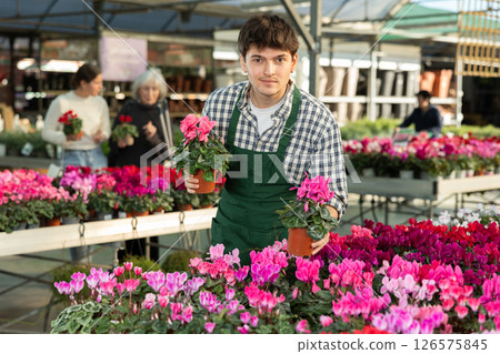 Guy employee of garden center is busy working with plants, potted cyclamen 126575845