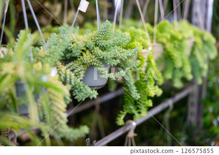 Sedum morganianum hanging in suspended planters on rack in plant store Sedum morganianum hanging in suspended planters on rack in plant store 126575855