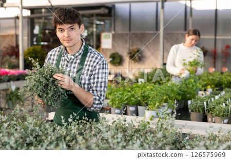 Guy employee of garden center is busy working with plants, potted decorative Eucaliptus 126575969