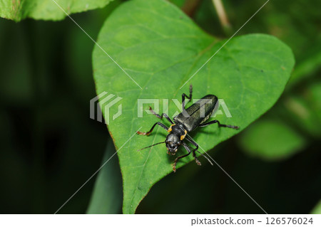 A black and yellow striped lily of the valley on a Houttuynia cordata leaf (macrophotography in natural environment) 126576024