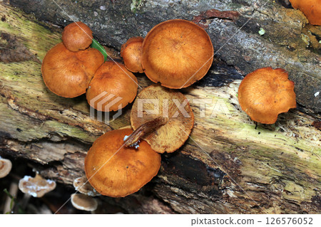 Bright golden yellow adult Scutellaria mushrooms growing in clusters on rotting wood (macrophotography in natural environment) Bright golden yellow adult Scutellaria mushrooms growing in clusters on rotting wood (macrophotography in natural environment) 126576052