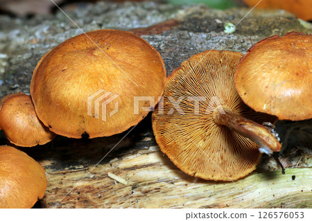 Bright golden yellow adult Scutellaria mushrooms growing in clusters on rotting wood (macrophotography in natural environment) 126576053