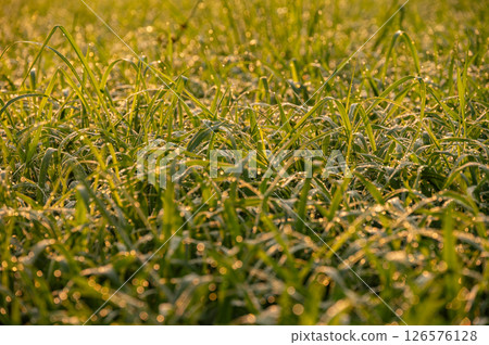 Dew drop on rice paddy field in the morning in rural Thailand. Thailand has a strong tradition of rice production. It has the fifth largest amount of rice cultivation in the world. 126576128