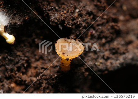 一種微小的真菌屬從腐爛的樹木側面冒出來(自然環境中的微距閃光燈攝影) 一種微小的真菌屬從腐爛的樹木側面冒出來(自然環境中的微距閃光燈攝影) 126576219
