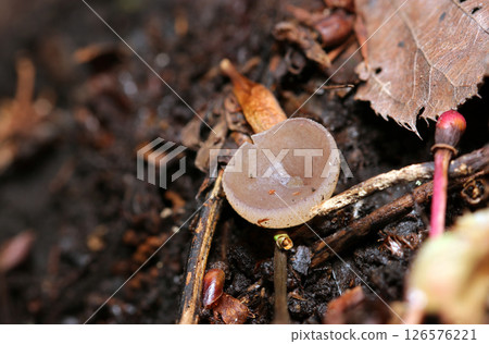 Small genus Acanthaceae mushrooms growing on the side of rotting wood (macro strobe photography in natural environment) Small genus Acanthaceae mushrooms growing on the side of rotting wood (macro strobe photography in natural environment) 126576221