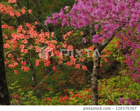 Mitsuba azalea and mountain azalea in the mountains (20250514090556) Mitsuba azalea and mountain azalea in the mountains (20250514090556) 126576307