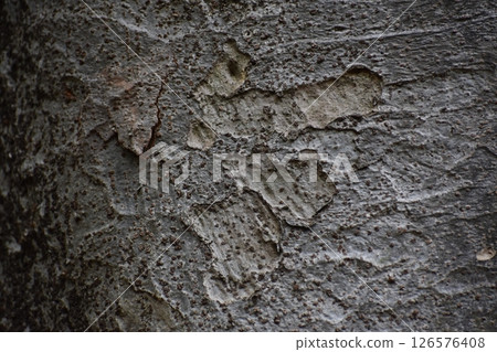 以大樹的樹皮為主題的背景資料 以大樹的樹皮為主題的背景資料 126576408