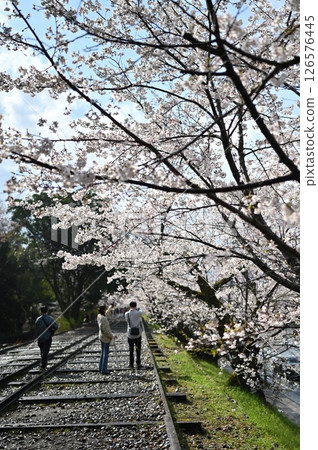 Cherry blossoms on the Ink Line 126576445