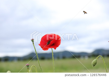 A bee 126576446