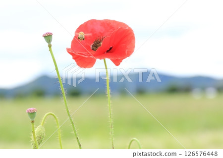 A bee A bee 126576448