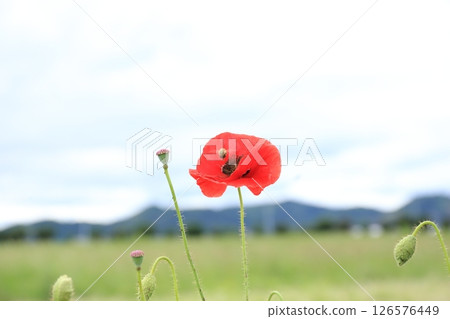 一隻蜜蜂 一隻蜜蜂 126576449