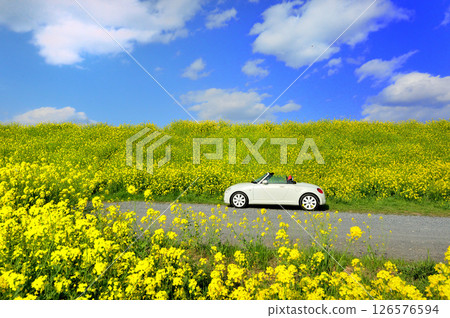 駕車穿過油菜花田的圖片 126576594