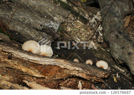 Kurigenochabara mushrooms emerging from between rotting logs in a felled forest (macro strobe photography of fungi and mushrooms in their natural environment) Kurigenochabara mushrooms emerging from between rotting logs in a felled forest (macro strobe photography of fungi and mushrooms in their natural environment) 126576687