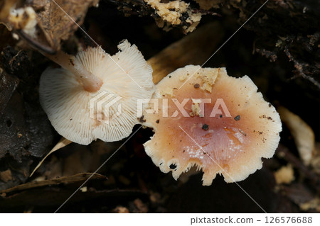 赤狐菇菌蓋與鰓排列的照片(自然光+閃光燈微距拍攝) 赤狐菇菌蓋與鰓排列的照片(自然光+閃光燈微距拍攝) 126576688