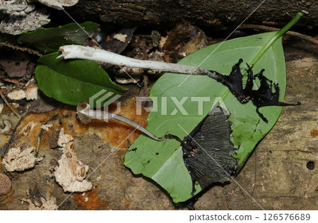 Generally, the Kokirara mushroom has a black, melted appearance and is accidentally stuck to a leaf when melting, resulting in a dried specimen. 126576689