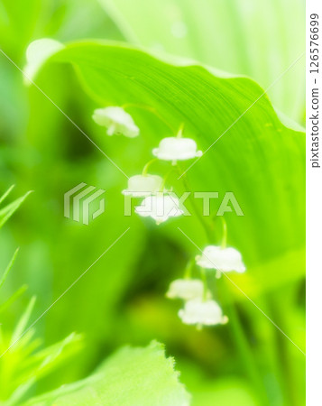 柔和的光線籠罩著阿甦的鈴蘭花 柔和的光線籠罩著阿甦的鈴蘭花 126576699