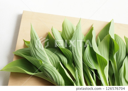 Spring vegetable: Urui 126576704