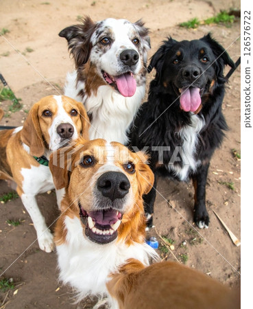 a group of dogs taking a selfie a group of dogs taking a selfie 126576722