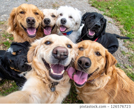 a group of dogs taking a selfie a group of dogs taking a selfie 126576723