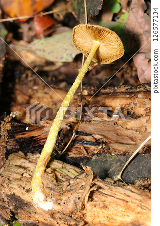 A photo of the folds and stem of the yellow mushroom Okinatake (photographed with a strobe macro in a natural environment) A photo of the folds and stem of the yellow mushroom Okinatake (photographed with a strobe macro in a natural environment) 126577134