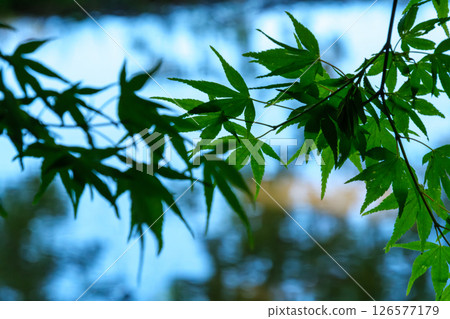 reflected maple reflected maple 126577179