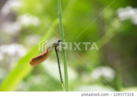 Affiliation 126577328