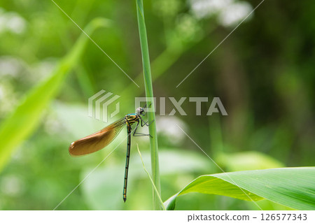 Affiliation Affiliation 126577343