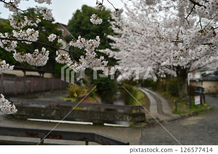 哲學方式櫻花 哲學方式櫻花 126577414