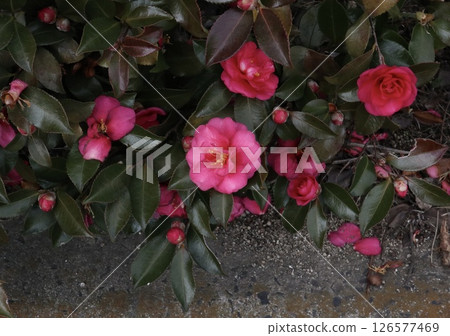Camellia 126577469