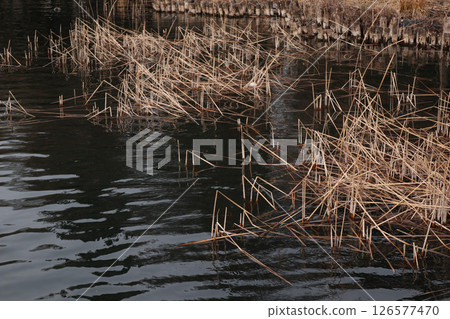 A pond with floating dead plants 126577470