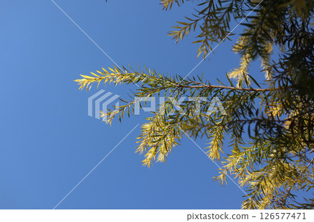 Leaves on a sunny day 126577471