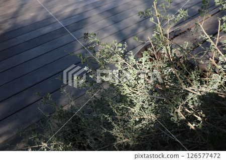 Shadow and nature 126577472