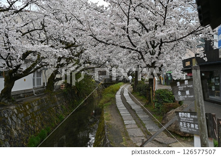 Way of Philosophy Cherry Blossoms 126577507