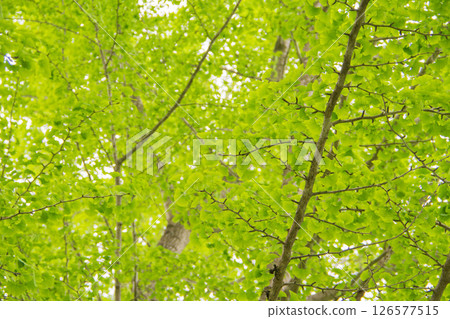 銀杏樹biloba年輕葉子 銀杏樹biloba年輕葉子 126577515