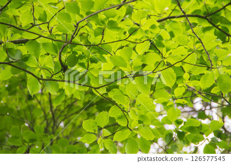 Fresh green Fresh green 126577545