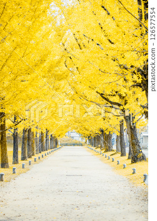 <Learning Forest> Ginkgo Tree Line 126577554