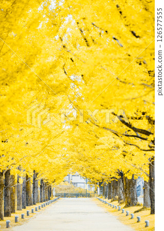 <Learning Forest> Ginkgo Tree Line 126577555