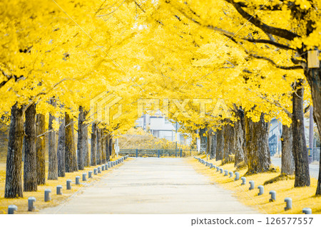 <Learning Forest> Ginkgo Tree Line <Learning Forest> Ginkgo Tree Line 126577557