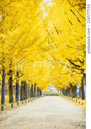 <學習森林>銀杏樹線 <學習森林>銀杏樹線 126577558